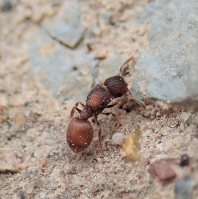Meranoplus sp. (genus) (Shield Ant) at Dunlop, ACT - 4 Apr 2019 by CathB