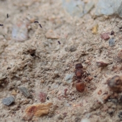 Meranoplus sp. (genus) at Dunlop, ACT - 4 Apr 2019 02:48 PM