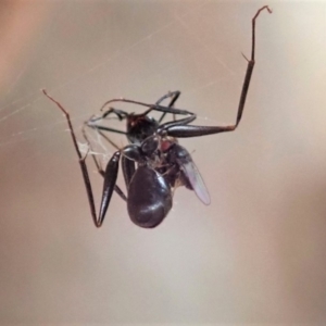 Milichiidae (family) at Cook, ACT - 1 May 2019