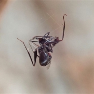 Milichiidae (family) at Cook, ACT - 1 May 2019