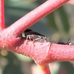 Anacornutipo lignosa (Leafhopper) at Dunlop, ACT - 24 Apr 2019 by CathB