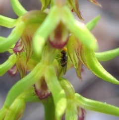 Chloropidae (family) (Frit fly) at Aranda Bushland - 25 Mar 2014 by CathB