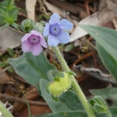 Cynoglossum australe (Australian Forget-me-not) at Theodore, ACT - 24 May 2019 by owenh