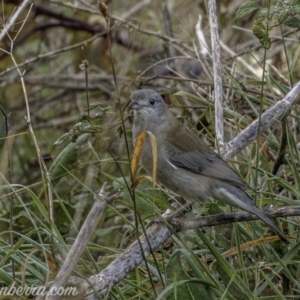 Colluricincla harmonica at Stromlo, ACT - 19 May 2019