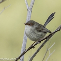 Malurus cyaneus (Superb Fairywren) at Stromlo, ACT - 19 May 2019 by BIrdsinCanberra