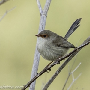 Malurus cyaneus at Stromlo, ACT - 19 May 2019