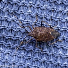 Poecilometis strigatus (Gum Tree Shield Bug) at Hughes, ACT - 19 May 2019 by BIrdsinCanberra