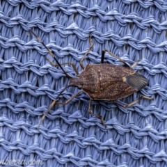 Poecilometis strigatus at Hughes, ACT - 19 May 2019