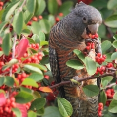 Callocephalon fimbriatum (Gang-gang Cockatoo) at Eden, NSW - 26 May 2019 by MickBettanin