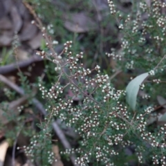 Cryptandra amara (Bitter Cryptandra) at Hughes, ACT - 22 May 2019 by JackyF