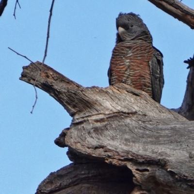 Callocephalon fimbriatum (Gang-gang Cockatoo) at Hughes, ACT - 25 May 2019 by JackyF