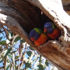 Trichoglossus moluccanus (Rainbow Lorikeet) at GG229 - 26 May 2019 by JackyF