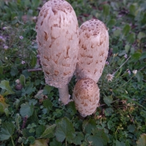 Coprinus comatus at Deakin, ACT - 26 May 2019 04:31 PM