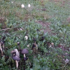 Coprinus comatus at Deakin, ACT - 26 May 2019 04:31 PM