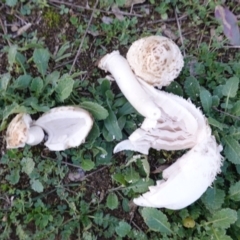 Coprinus comatus at Deakin, ACT - 26 May 2019 04:31 PM