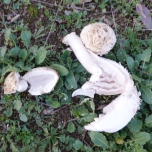 Coprinus comatus at Deakin, ACT - 26 May 2019 04:31 PM