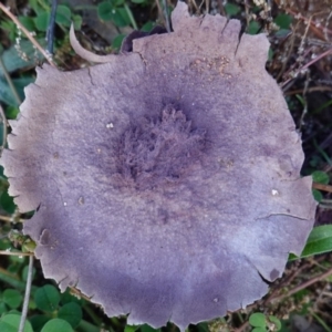 Calvatia cyathiformis at Hughes, ACT - 25 May 2019