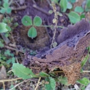 Calvatia cyathiformis at Hughes, ACT - 25 May 2019