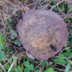 Calvatia cyathiformis at Hughes, ACT - 25 May 2019