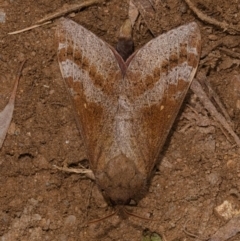 Oxycanus (genus) (Unidentified Oxycanus moths) at Yadboro, NSW - 24 May 2019 by kdm