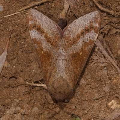 Oxycanus (genus) (Unidentified Oxycanus moths) at Yadboro, NSW - 23 May 2019 by kdm