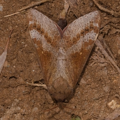 Oxycanus (genus) (Unidentified Oxycanus moths) at Yadboro, NSW - 24 May 2019 by kdm