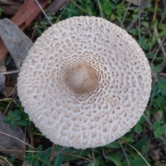 Macrolepiota sp. at Hughes, ACT - 25 May 2019 by JackyF