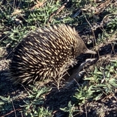 Tachyglossus aculeatus (Short-beaked Echidna) at Percival Hill - 18 May 2019 by gavinlongmuir