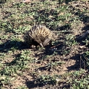 Tachyglossus aculeatus at Crace, ACT - 18 May 2019 02:06 PM