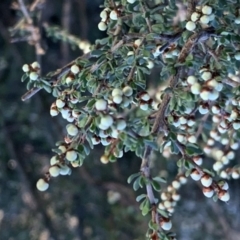 Cryptandra amara (Bitter Cryptandra) at Nicholls, ACT - 26 May 2019 by gavinlongmuir