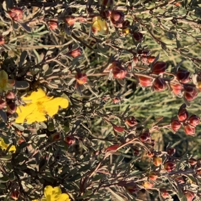 Hibbertia obtusifolia (Grey Guinea-flower) at Nicholls, ACT - 26 May 2019 by gavinlongmuir