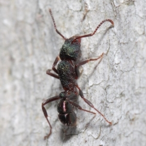 Rhytidoponera metallica at Hackett, ACT - 28 May 2019 12:40 PM