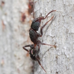 Rhytidoponera metallica at Hackett, ACT - 28 May 2019 12:40 PM