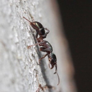 Rhytidoponera metallica at Hackett, ACT - 28 May 2019