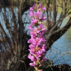 Lythrum salicaria (Purple Loosestrife) at Tuggeranong DC, ACT - 27 Mar 2019 by MichaelBedingfield