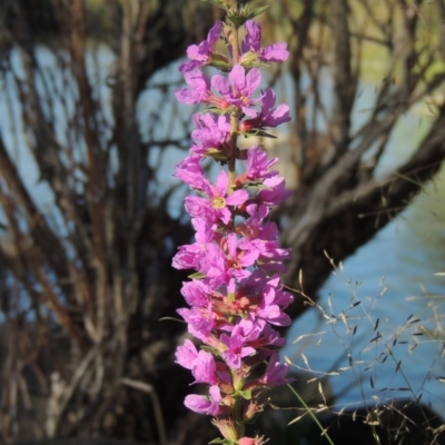 Lythrum salicaria (Purple Loosestrife) at Tuggeranong DC, ACT - 27 Mar 2019 by MichaelBedingfield