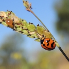 Coccinella transversalis (Transverse Ladybird) at Tuggeranong DC, ACT - 27 Mar 2019 by michaelb