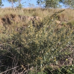 Xanthium spinosum (Bathurst Burr) at Point Hut to Tharwa - 27 Mar 2019 by MichaelBedingfield