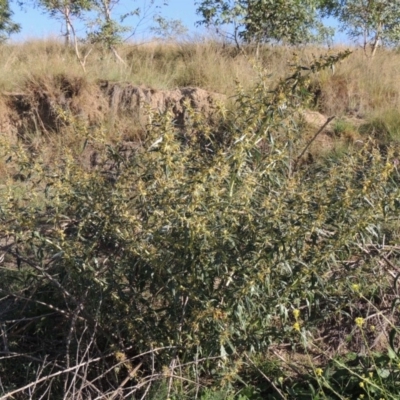 Xanthium spinosum (Bathurst Burr) at Point Hut to Tharwa - 27 Mar 2019 by MichaelBedingfield