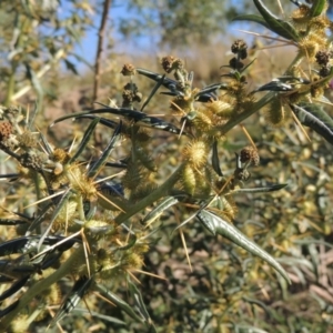 Xanthium spinosum at Tuggeranong DC, ACT - 27 Mar 2019