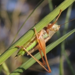 Conocephalus semivittatus (Meadow katydid) at Tuggeranong DC, ACT - 27 Mar 2019 by michaelb