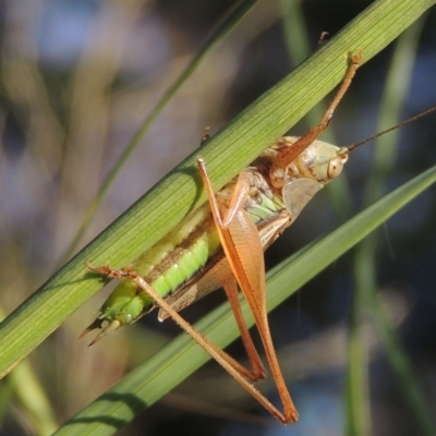 Conocephalus semivittatus (Meadow katydid) at Tuggeranong DC, ACT - 27 Mar 2019 by michaelb