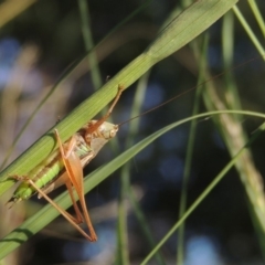 Conocephalus semivittatus at Tuggeranong DC, ACT - 27 Mar 2019 06:53 PM