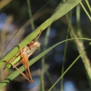 Conocephalus semivittatus at Tuggeranong DC, ACT - 27 Mar 2019 06:53 PM