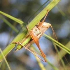 Conocephalus semivittatus at Tuggeranong DC, ACT - 27 Mar 2019 06:53 PM