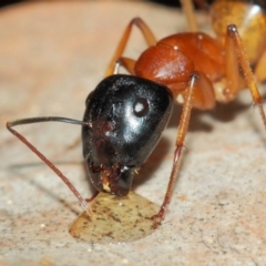 Camponotus consobrinus (Banded sugar ant) at Evatt, ACT - 26 May 2019 by TimL