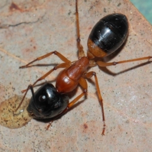 Camponotus consobrinus at Evatt, ACT - 27 May 2019 09:22 AM