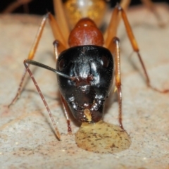 Camponotus consobrinus at Evatt, ACT - 27 May 2019