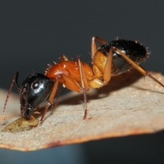 Camponotus consobrinus at Evatt, ACT - 27 May 2019 09:22 AM