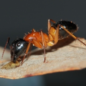 Camponotus consobrinus at Evatt, ACT - 27 May 2019